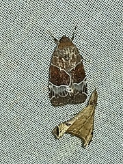Hampsonodes