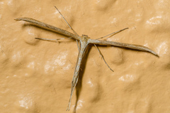 Emmelina