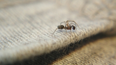 Coleosoma