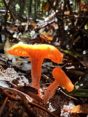 Cantharellus concinnus