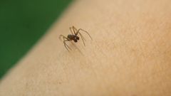Coleosoma