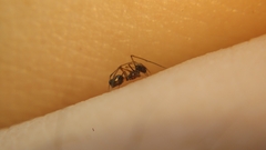 Coleosoma