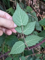 Rubus parviaraliifolius