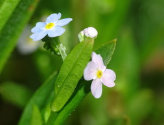 Myosotis nemorosa