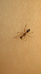 Coleosoma