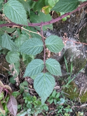 Rubus parviaraliifolius
