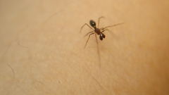 Coleosoma
