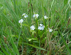 Myosotis nemorosa