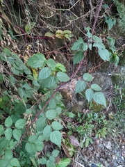 Rubus parviaraliifolius