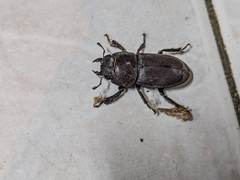 Serrognathus kyanrauensis