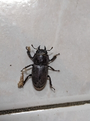 Serrognathus kyanrauensis