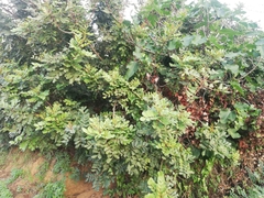 Colutea arborescens