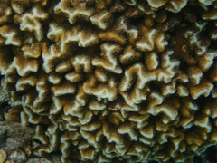 Pavona frondifera