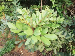 Colutea arborescens