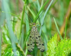 Panorpa germanica