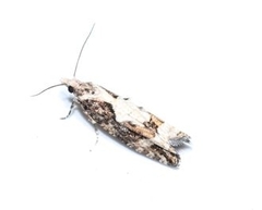 Acroclita sonchana