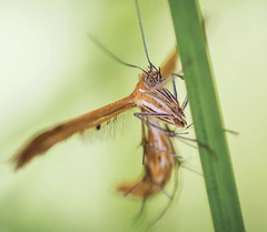 Stenodacma wahlbergi