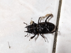 Serrognathus kyanrauensis