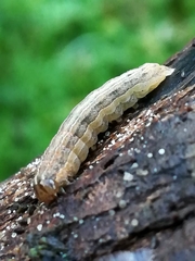 Xestia xanthographa