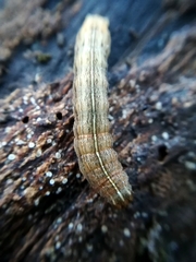 Xestia xanthographa