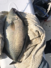 Seriola
