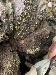 Chlorosplenium chlora