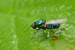 Microchrysa polita