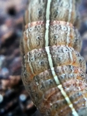 Xestia xanthographa