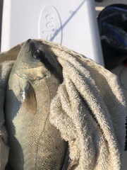 Seriola
