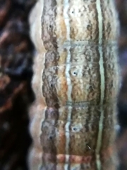 Xestia xanthographa