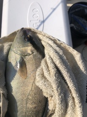 Seriola