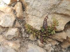 Asplenium petrarchae