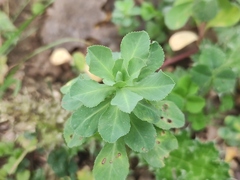 Euphorbia helioscopia