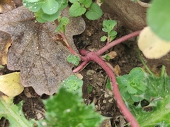 Euphorbia helioscopia