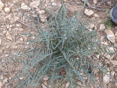 Euphorbia serrata