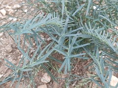 Euphorbia serrata