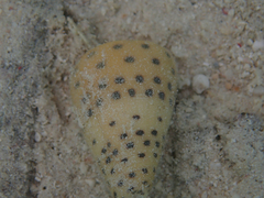 Conus eburneus