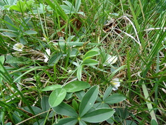Potentilla alba