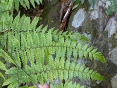 Diplazium laxifrons