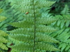 Diplazium laxifrons