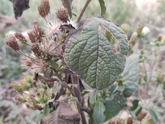 Pentanema squarrosum