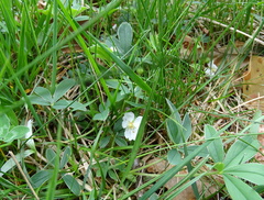 Potentilla alba