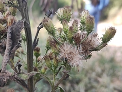 Pentanema squarrosum