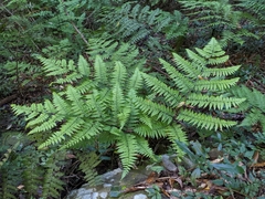 Diplazium laxifrons