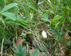 Potentilla alba