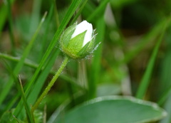 Potentilla alba