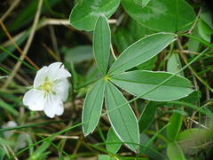 Potentilla alba
