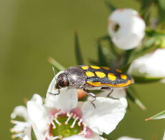 Castiarina xanthopilosa