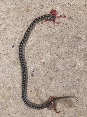 Zamenis scalaris
