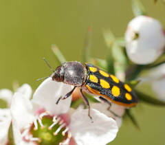 Castiarina xanthopilosa